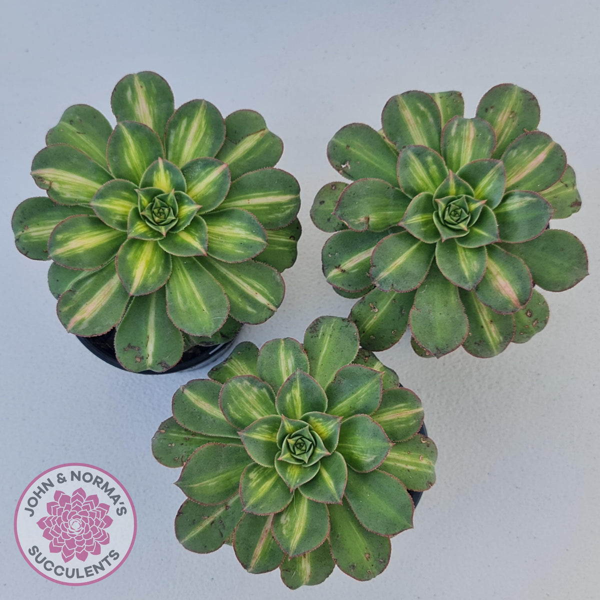 Aeonium Moonburst