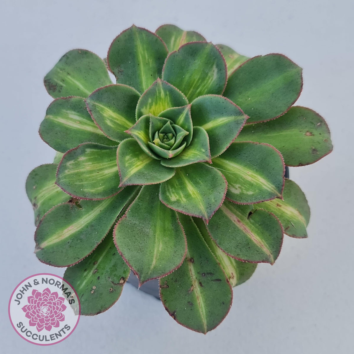 Aeonium Moonburst