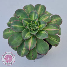 Load image into Gallery viewer, Aeonium Moonburst - John & Norma's Succulents