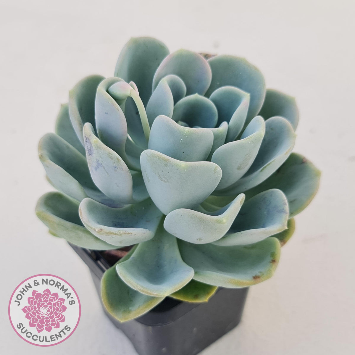 Pachyveria Orpet