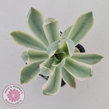 Load image into Gallery viewer, Graptoveria Fred Ives Variegata - John & Norma's Succulents
