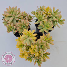 Load image into Gallery viewer, Echeveria Mini Bell Albo Variegata (Ricky Cho) - 100mm XL - John & Norma's Succulents