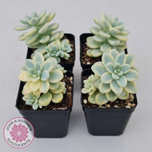 Load image into Gallery viewer, Sedum clavatum variegated - John & Norma's Succulents