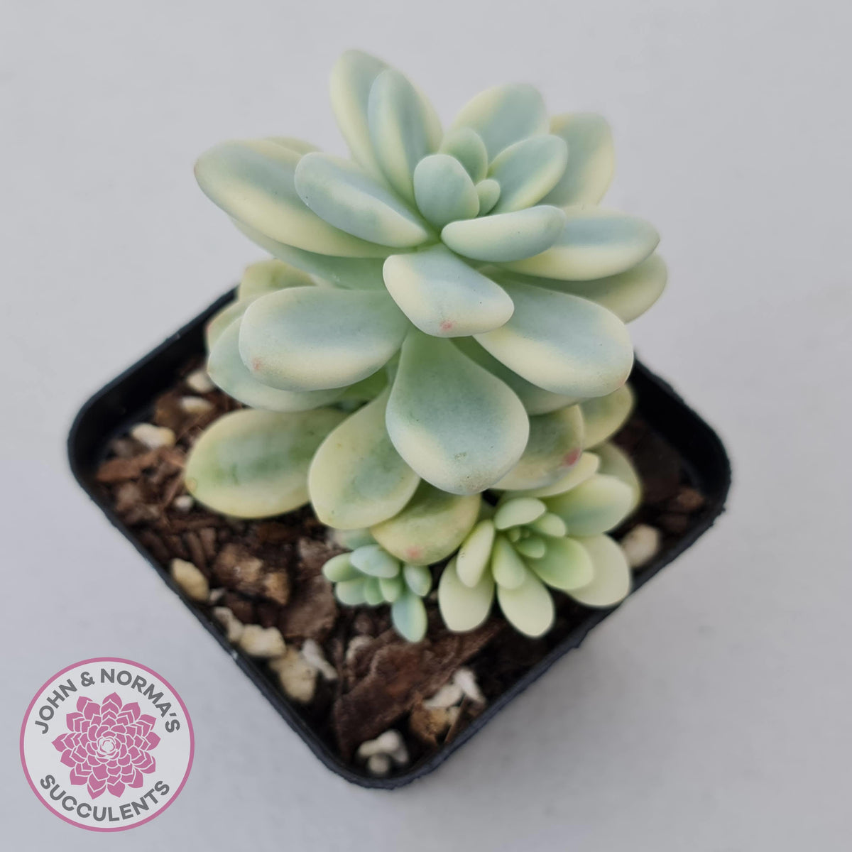 Sedum clavatum variegated (Multi)