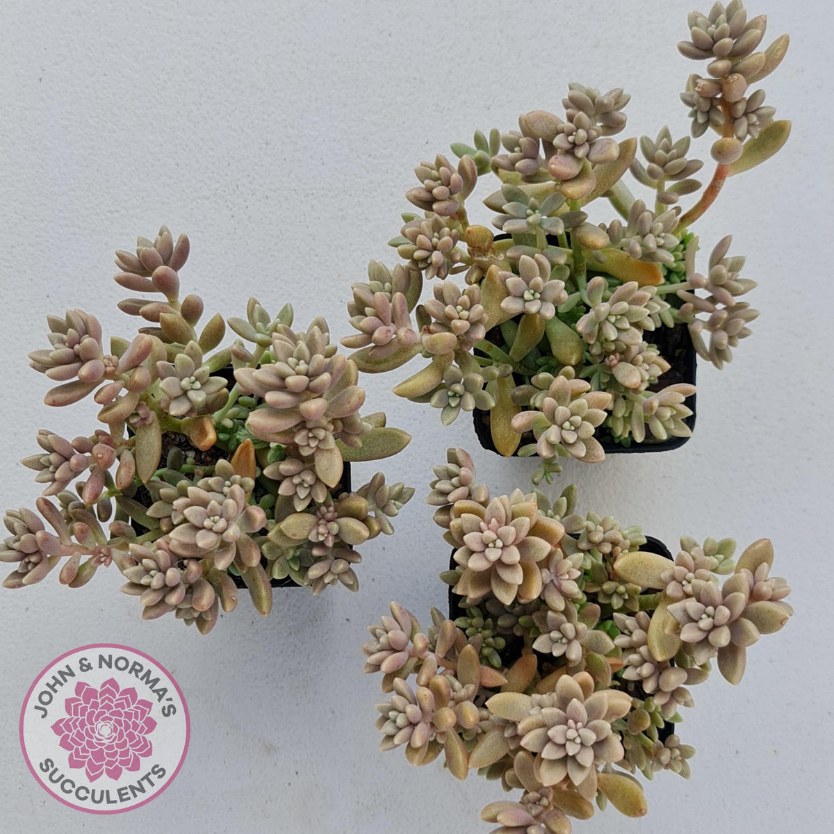 Graptopetalum mendozae 'Mirinae' (miniature pink form)