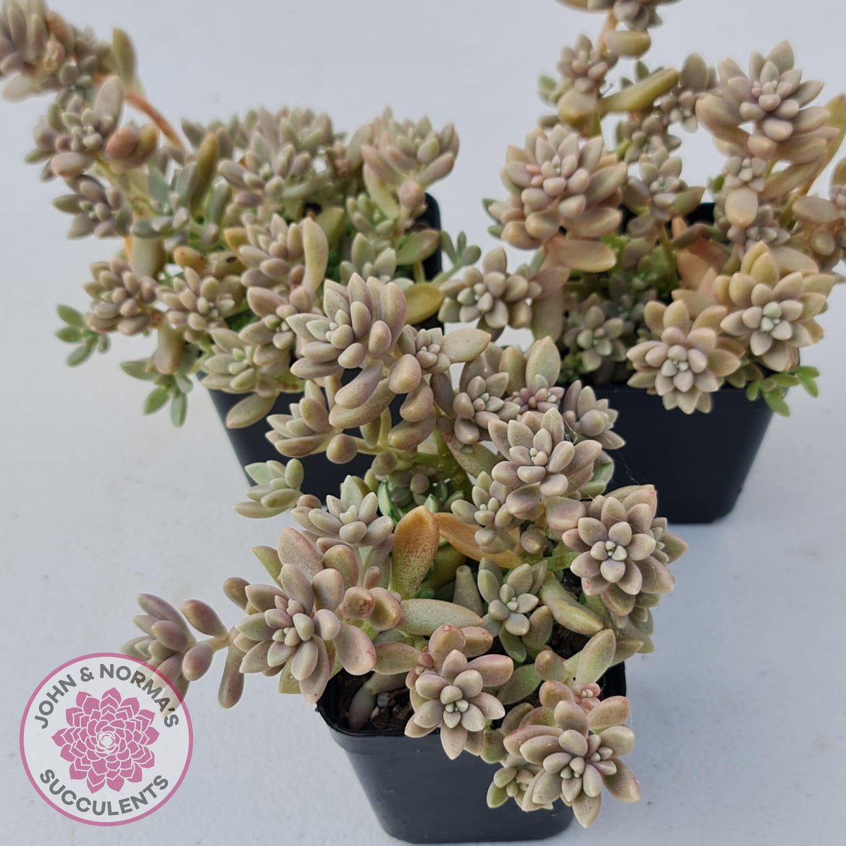 Graptopetalum mendozae 'Mirinae' (miniature pink form)