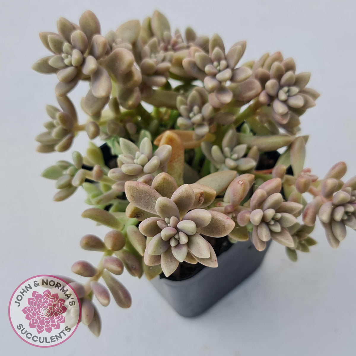 Graptopetalum mendozae 'Mirinae' (miniature pink form)