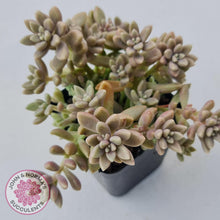 Load image into Gallery viewer, Graptopetalum mendozae 'Mirinae' (miniature pink form) - John & Norma's Succulents