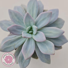 Load image into Gallery viewer, Graptoveria Snow Peach - John & Norma's Succulents