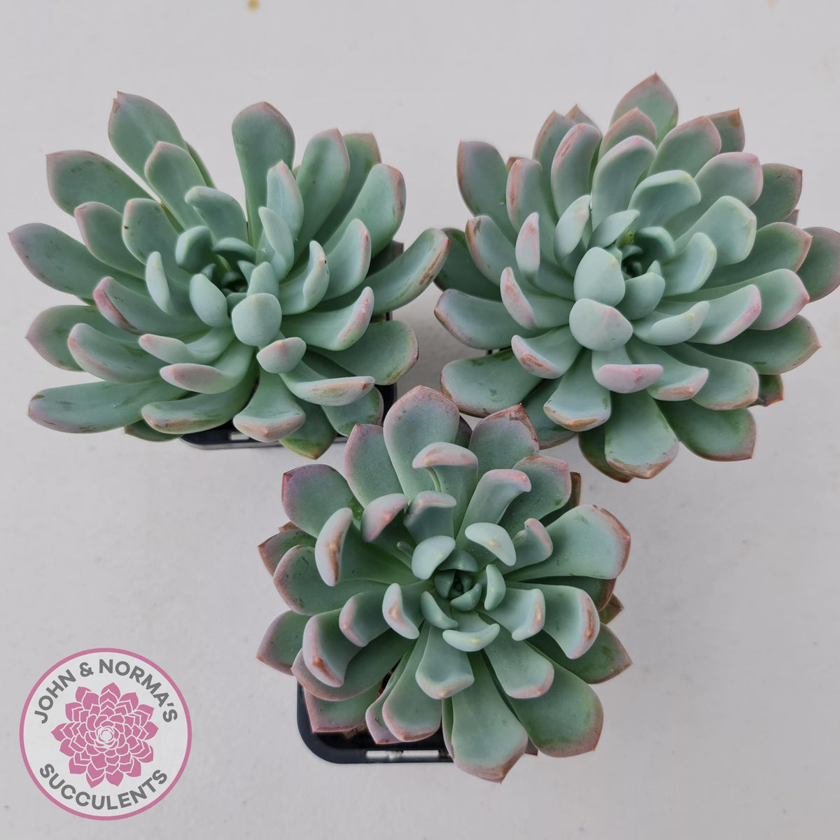 Pachyveria scheideckeri