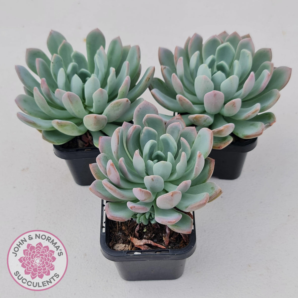 Pachyveria scheideckeri