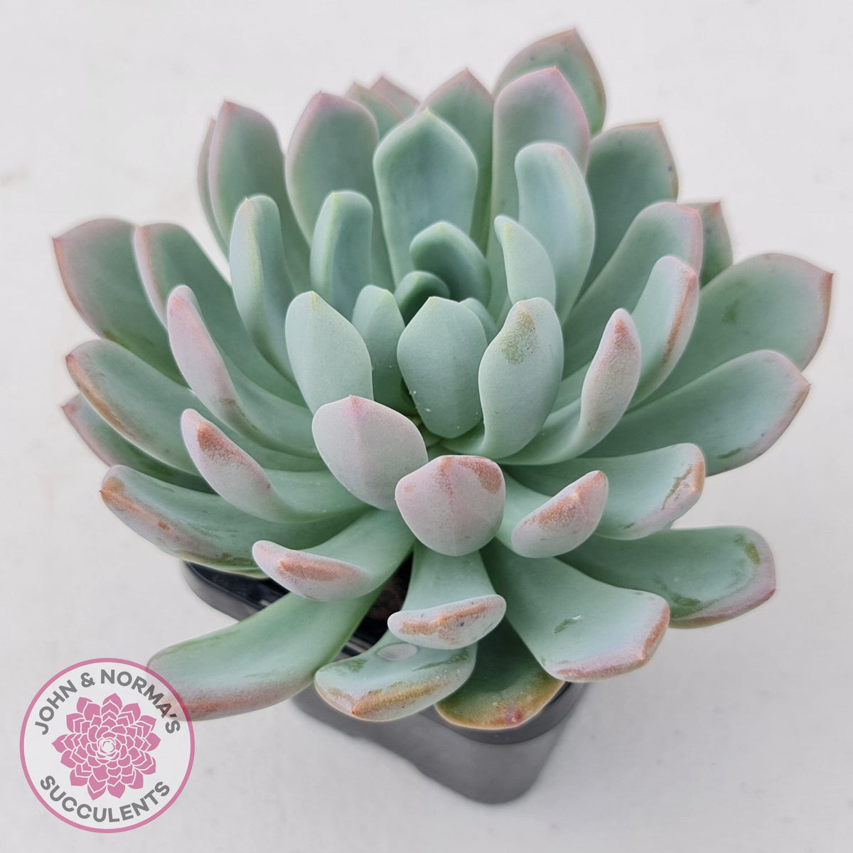 Pachyveria scheideckeri