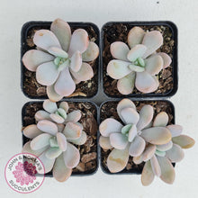 Load image into Gallery viewer, Graptoveria Snow Peach - John & Norma's Succulents