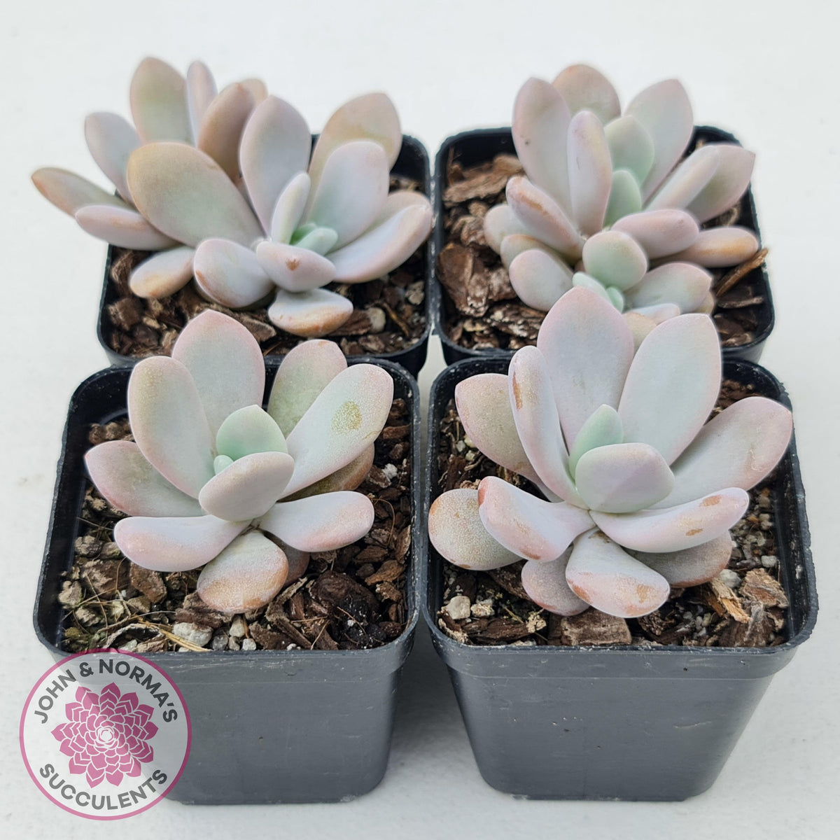 Graptoveria Snow Peach