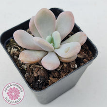 Load image into Gallery viewer, Graptoveria Snow Peach - John & Norma's Succulents