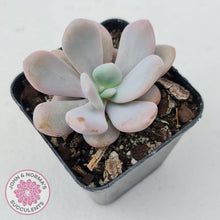 Load image into Gallery viewer, Graptoveria Snow Peach - John & Norma's Succulents