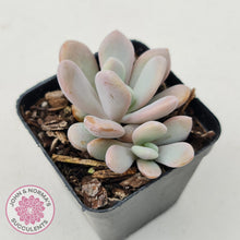 Load image into Gallery viewer, Graptoveria Snow Peach - John & Norma's Succulents