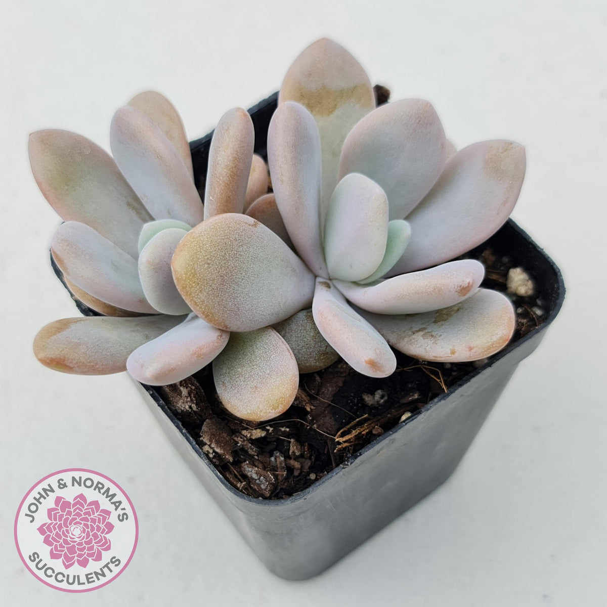 Graptoveria Snow Peach
