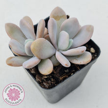Load image into Gallery viewer, Graptoveria Snow Peach - John & Norma's Succulents