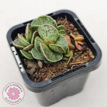 Load image into Gallery viewer, Adromischus Silver Tube - John & Norma's Succulents