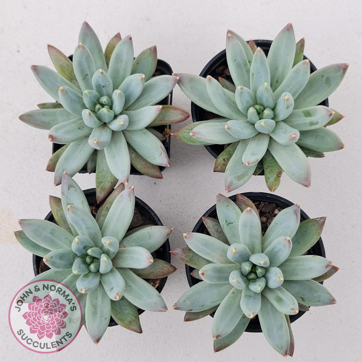 Pachyphytum compactum - White form