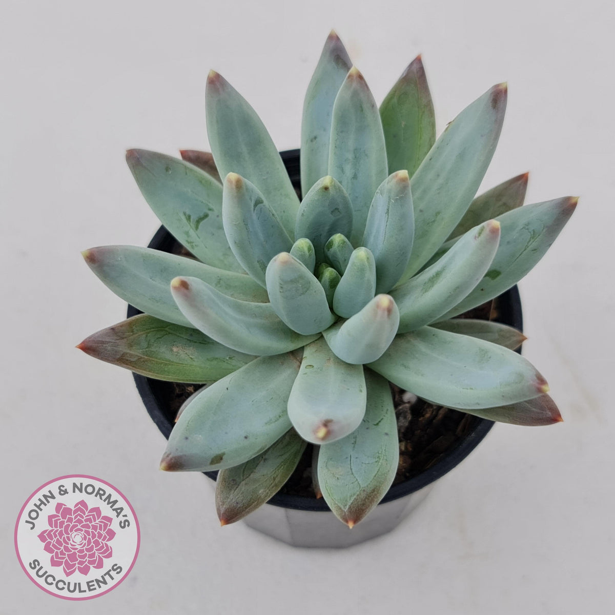 Pachyphytum compactum - White form