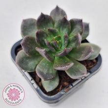 Load image into Gallery viewer, Echeveria Red Prince - John & Norma's Succulents