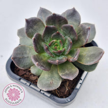 Load image into Gallery viewer, Echeveria Red Prince - John & Norma's Succulents