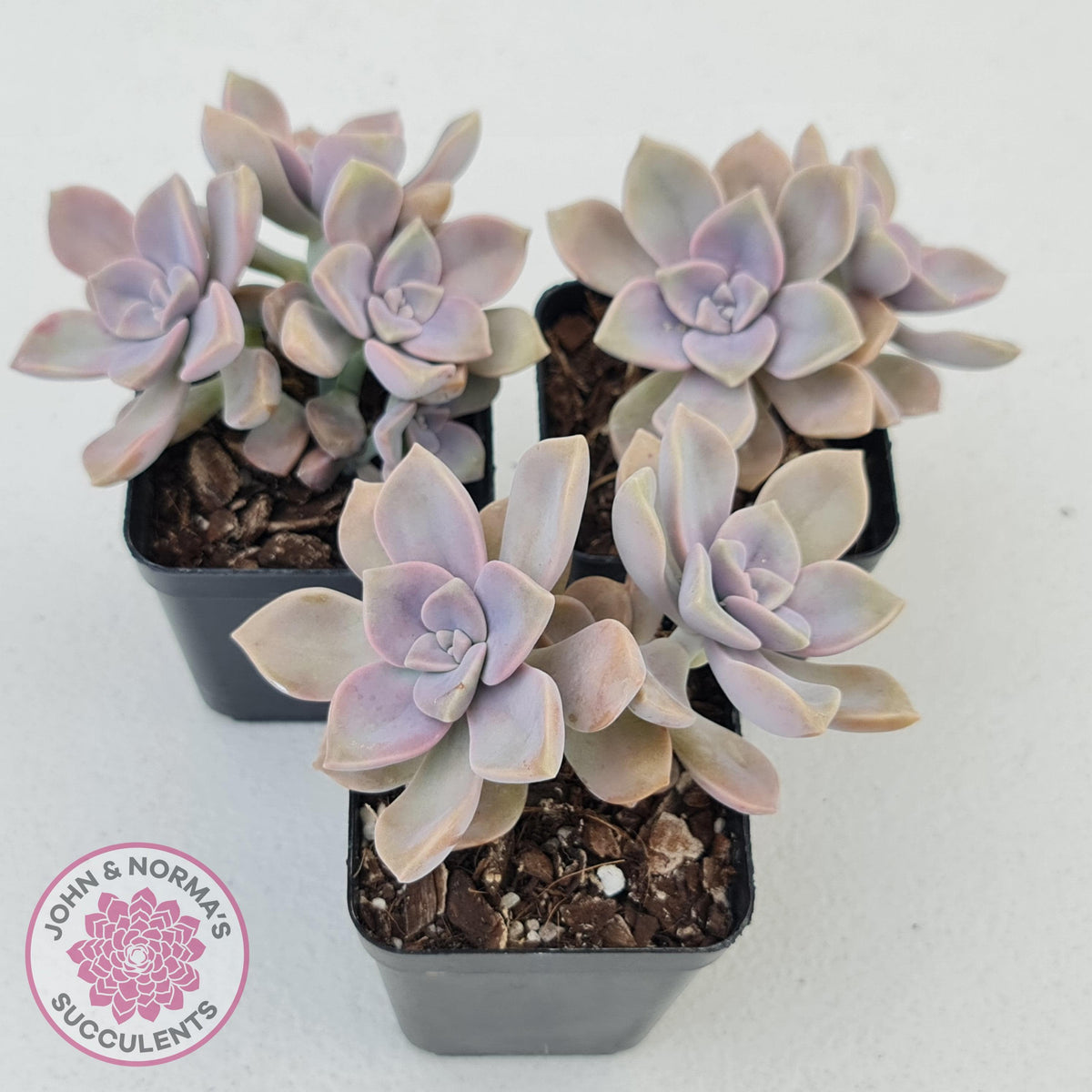 Graptopetalum 'Purple Delight' aka Graptoveria Crystal