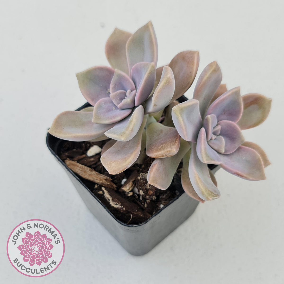 Graptopetalum 'Purple Delight' aka Graptoveria Crystal