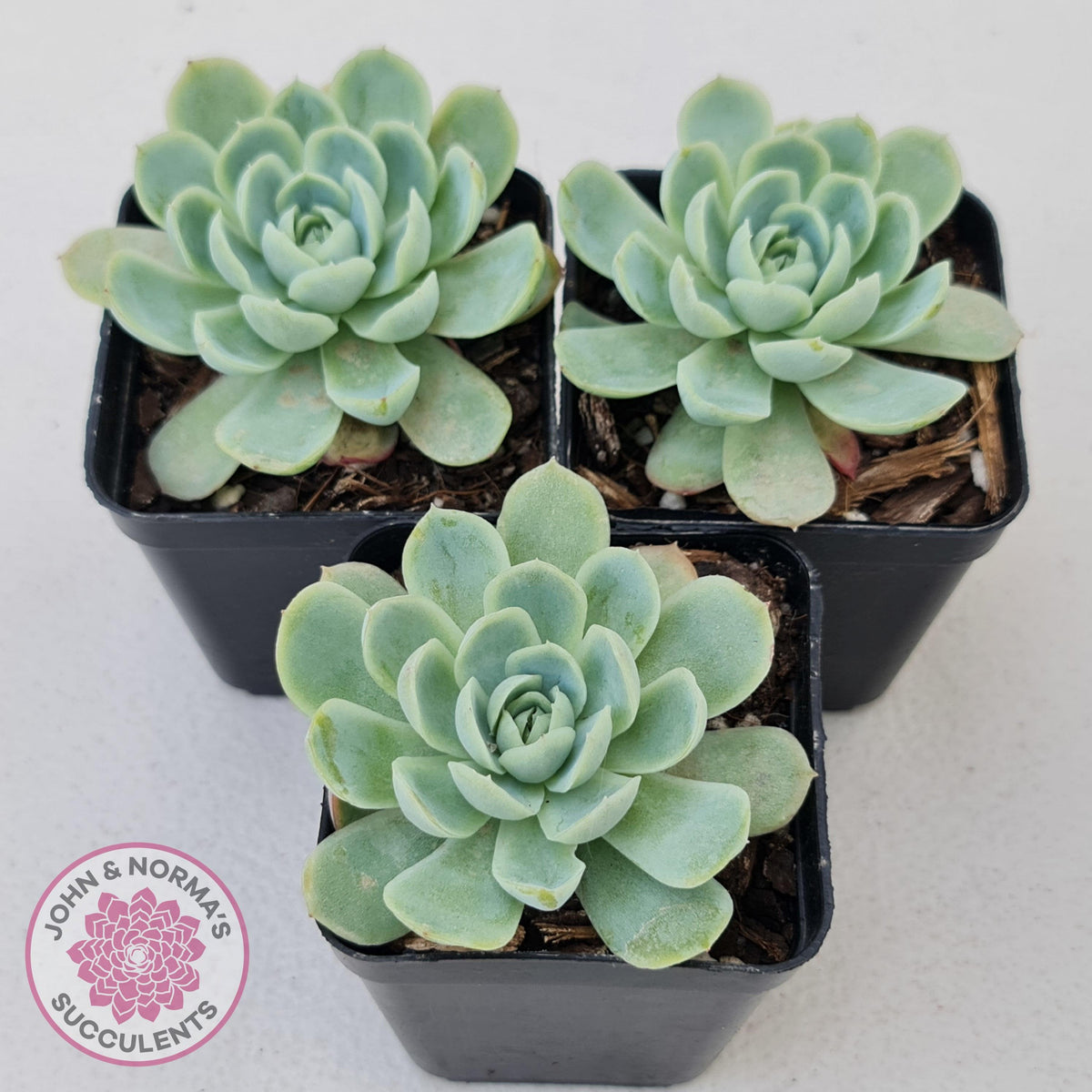 Echeveria elegans 'Mexican Snowball'