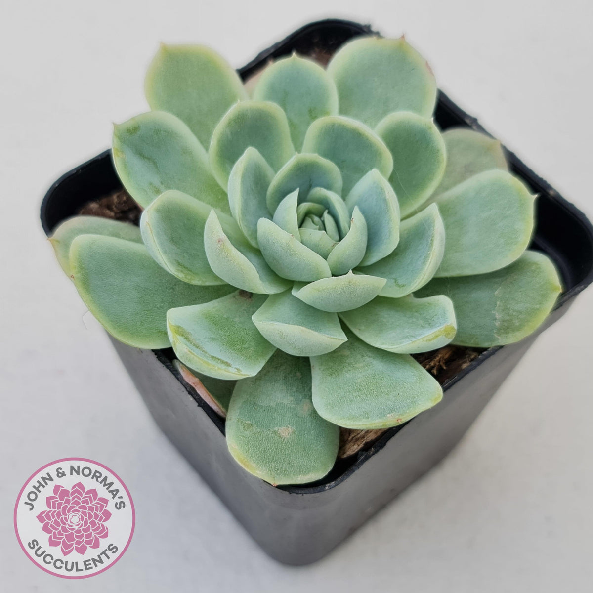 Echeveria elegans 'Mexican Snowball'