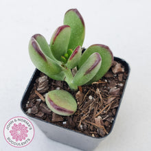 Load image into Gallery viewer, Cotyledon sp. (Fat Leaf Form) - John & Norma's Succulents