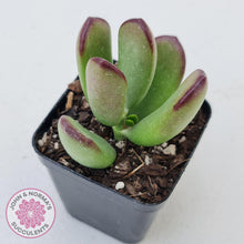 Load image into Gallery viewer, Cotyledon sp. (Fat Leaf Form) - John & Norma's Succulents