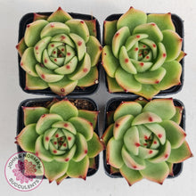 Load image into Gallery viewer, Echeveria Blue Dragon - John & Norma's Succulents
