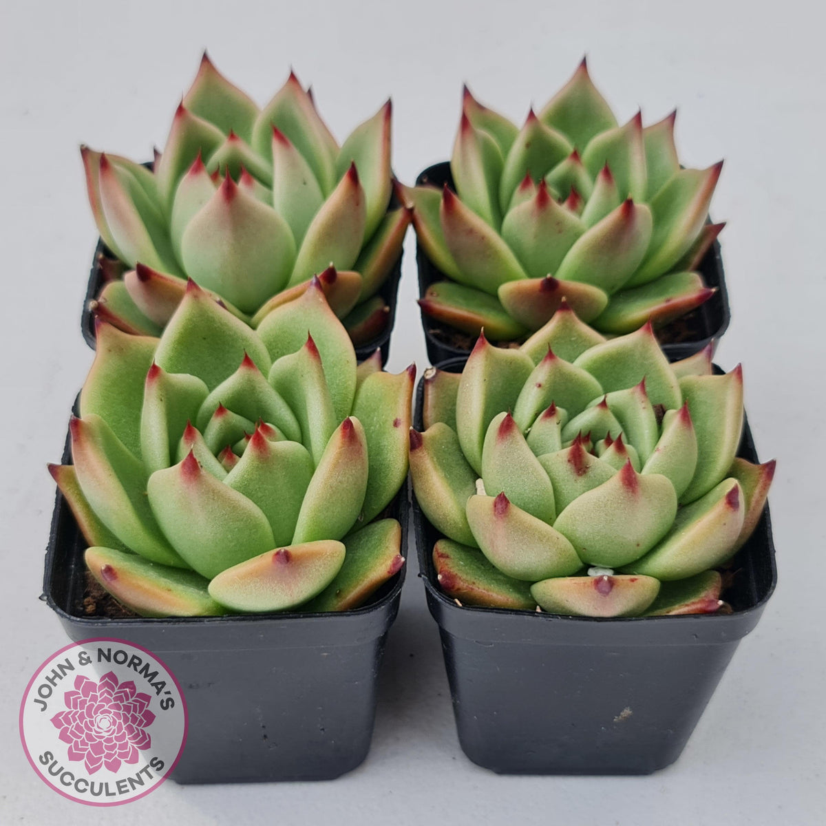 Echeveria Blue Dragon