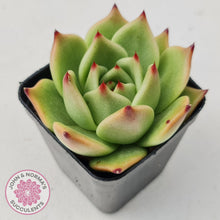 Load image into Gallery viewer, Echeveria Blue Dragon - John & Norma's Succulents