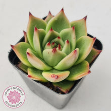 Load image into Gallery viewer, Echeveria Blue Dragon - John & Norma's Succulents