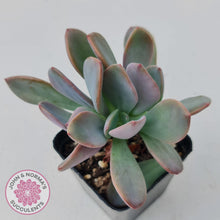 Load image into Gallery viewer, Pachyveria Blue Tongue - John & Norma's Succulents