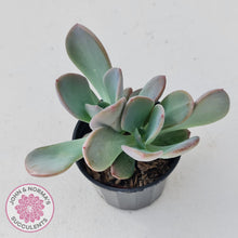 Load image into Gallery viewer, Pachyveria Blue Tongue - John & Norma's Succulents