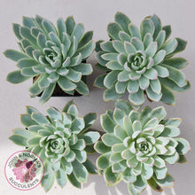 Load image into Gallery viewer, Echeveria Violet Queen - John & Norma's Succulents