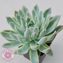 Load image into Gallery viewer, Echeveria Violet Queen - John & Norma's Succulents