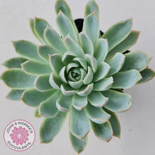 Load image into Gallery viewer, Echeveria Violet Queen - John & Norma's Succulents