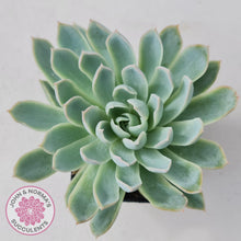 Load image into Gallery viewer, Echeveria Violet Queen - John & Norma's Succulents