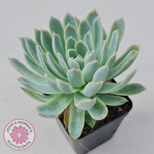 Load image into Gallery viewer, Echeveria Violet Queen - John & Norma's Succulents
