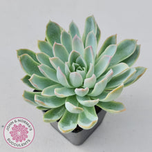 Load image into Gallery viewer, Echeveria Violet Queen - John & Norma's Succulents