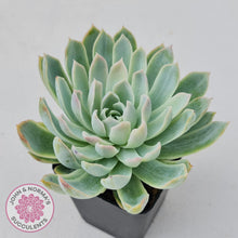 Load image into Gallery viewer, Echeveria Violet Queen - John & Norma's Succulents