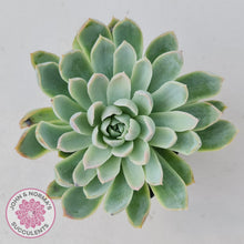 Load image into Gallery viewer, Echeveria Violet Queen - John & Norma's Succulents