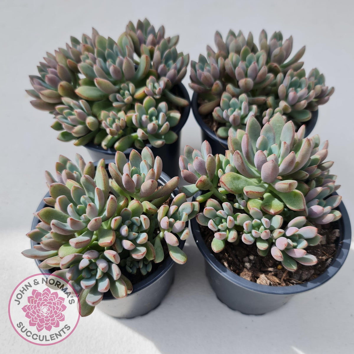 Graptoveria Purple Dream - Multi heads -100mm Large