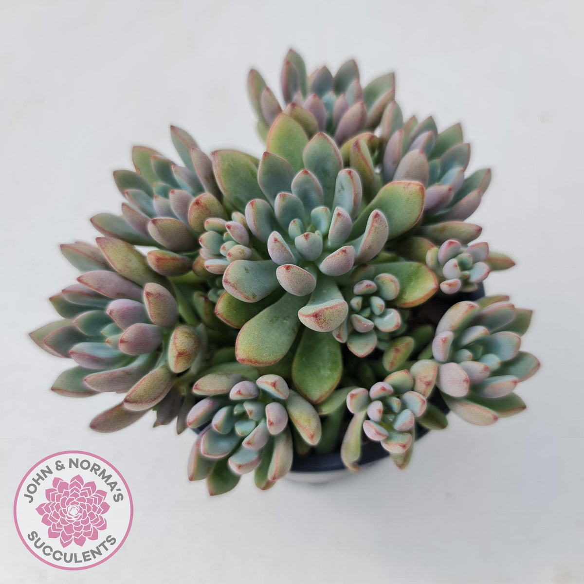 Graptoveria Purple Dream - Multi heads -100mm Large